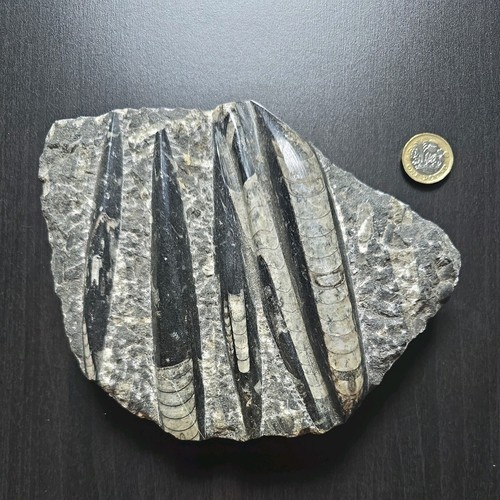 Large orthoceras plate - large,