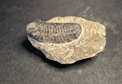 46mm reedops trilobite morocco - 46mm,