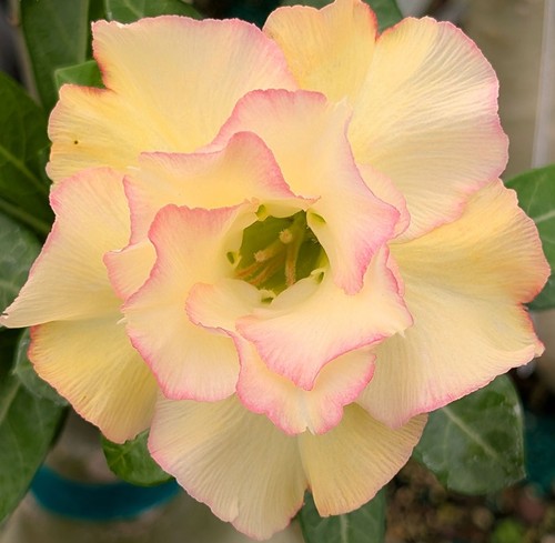 Desert rose adenium obesum - desert,