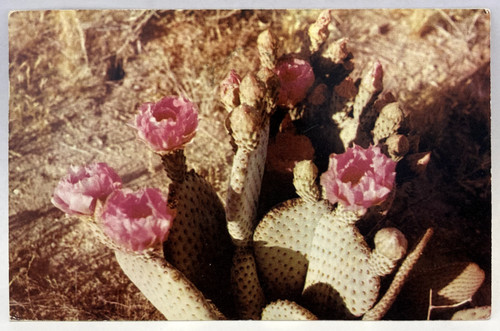 Beavertail prickly pear - beavertail,, prickly-pear