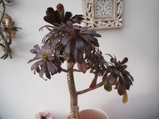Aeonium Swarkoft Succulent