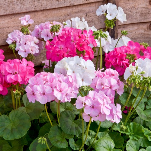 Geranium palladium candyfloss - geranium,