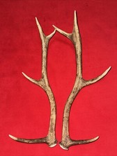 PAIR OF RED DEER ANTLERS,  615g. aprox.48/52cm.