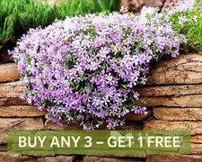 Mountain Phlox - 160 Seeds -
