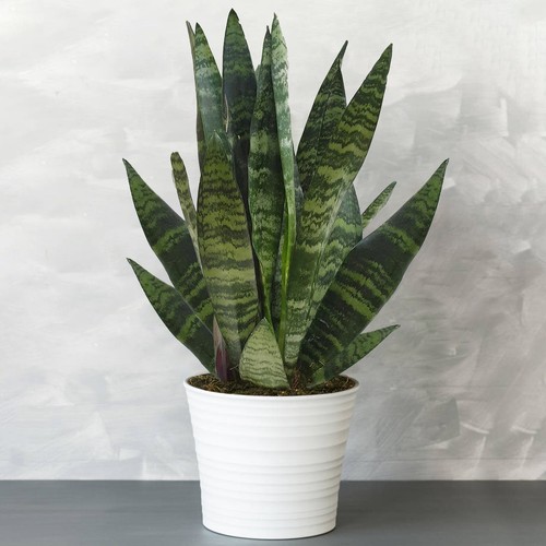 Premium sansevieria black - premium,
