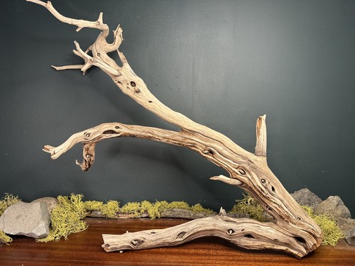 Large manzanita - 24”,