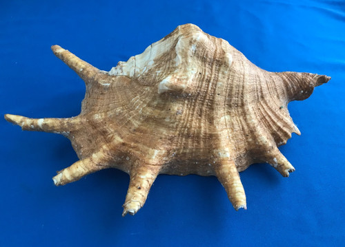Large natural ocean - large, conch