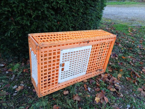 Poultry chicken transport - poultry,