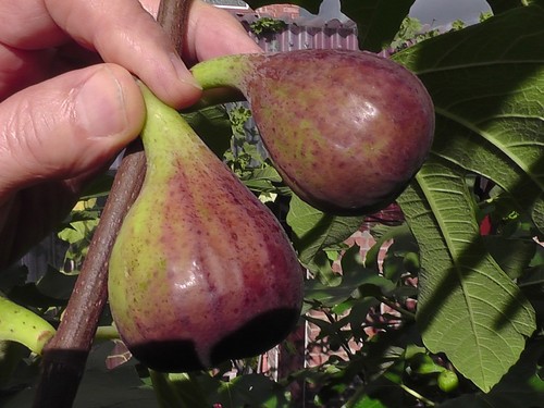 Fig tree from cyprus - tree,