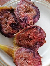 1 x 3-4 years' old bare root fig tree FICUS CARICA Babits SELF FERTILE