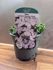 Phlox Fabulous White 1L