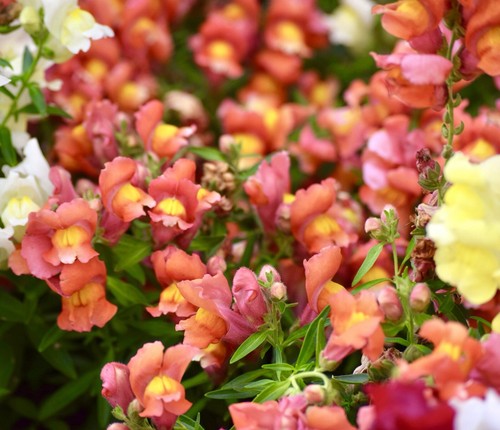 English wallflower mix for - wallflower,