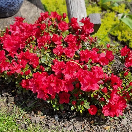 Azalea encore autumn fire 8cm - azalea,