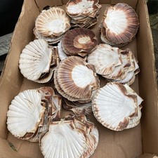 Shells Large Lot x 70 Natural