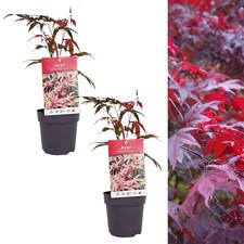 2 x Acer Atropurpureum Plants