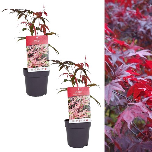 Acer atropurpureum plants - x,