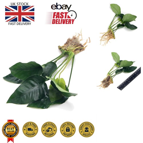 Anubias barteri var nana - nana, low