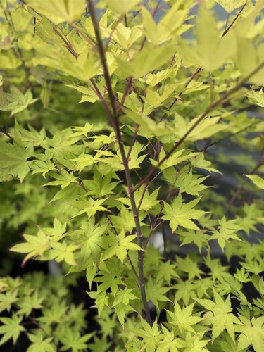 Acer summer gold - summer,