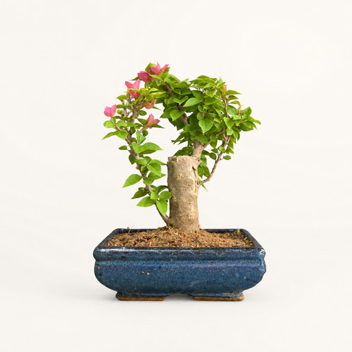 Bougainvillea flowering bonsai - bougainvillea,