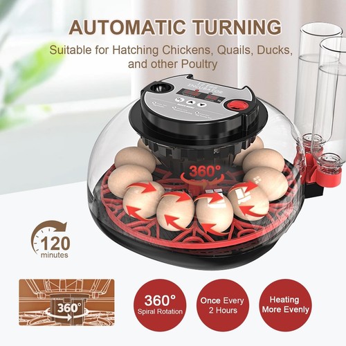 Eggs egg incubator - eggs,