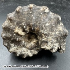 Fossil mamites ammonite -