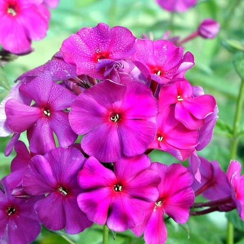 Phlox the king - phlox, king'