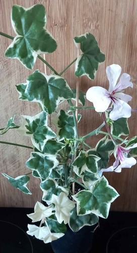 Pelargonium elegante - pelargonium, 'l'elegante'