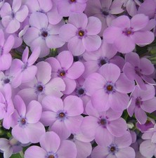 Phlox plug plants - , garden