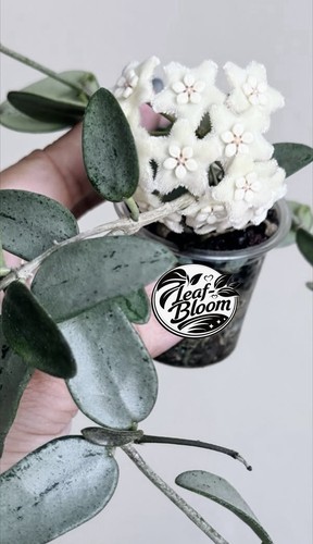 Hoya lima silver fresh cutting - lima,