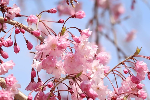 Kiku sakura cheals weeping - sakura,