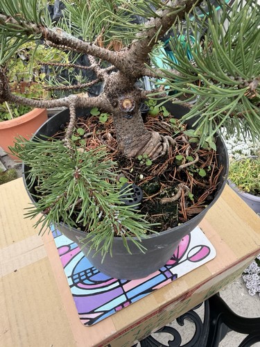 Mugo pine bonsai material - bonsai,