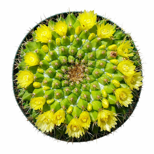 Mammillaria marcsiana seeds - marcsiana,