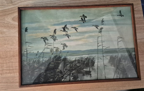 Sir peter scott print - scott, teal