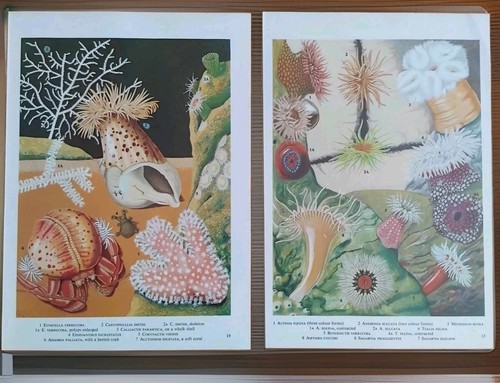 Vintage sea anemone - anemone, hermit
