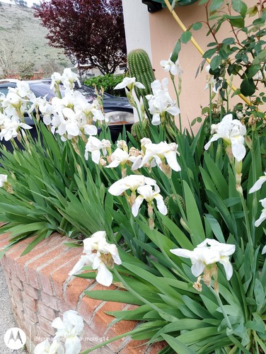 Iris white giaggiolo - white,