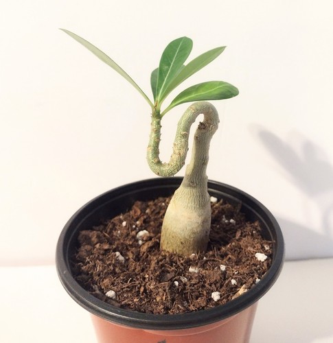 Desert rose live plant you - live, plant,
