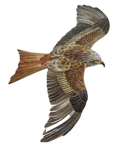 Red kite magnet kites - kite,