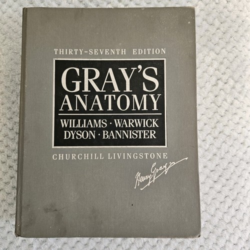 Gray anatomy thirty seventh - anatomy, thirty-seventh