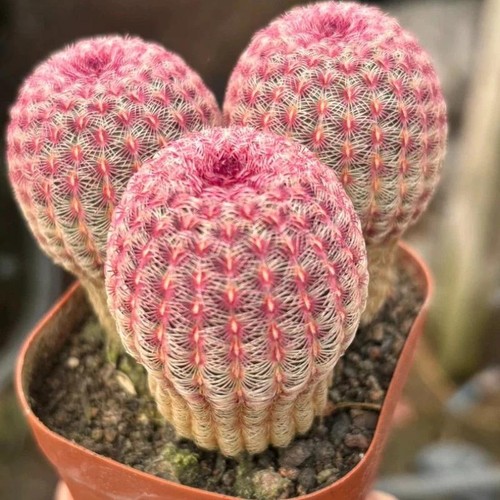 3pcs echinocereus rigidissmus - echinocereus,