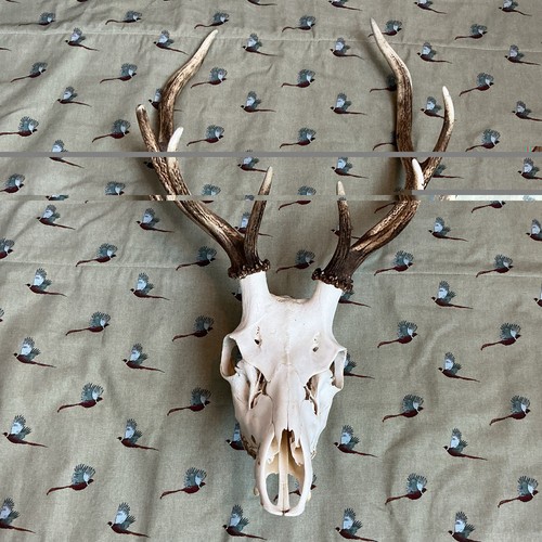 Point red deer stag head - 8,