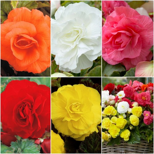 Begonia double mixed - begonia,