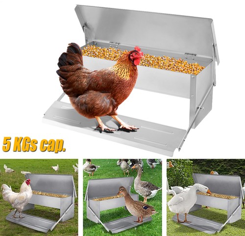 5kg automatic chicken - automatic, chook