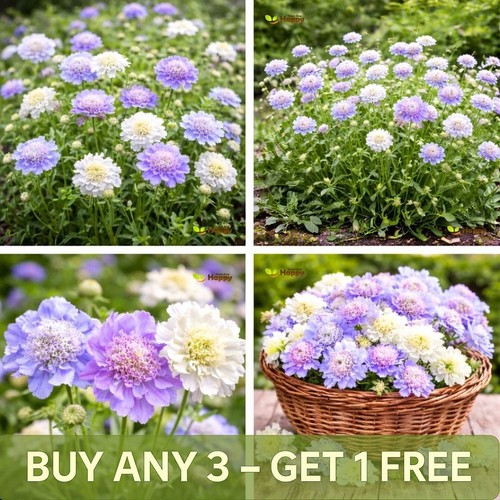 Pincushion flower seeds - flower, |