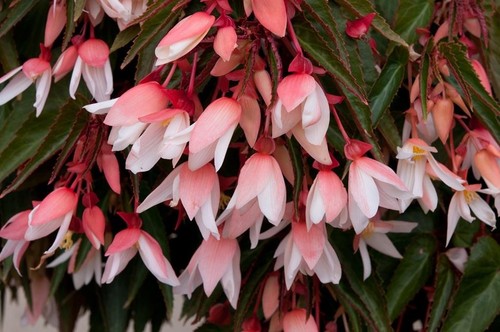 Begonia trailing starshine - trailing,