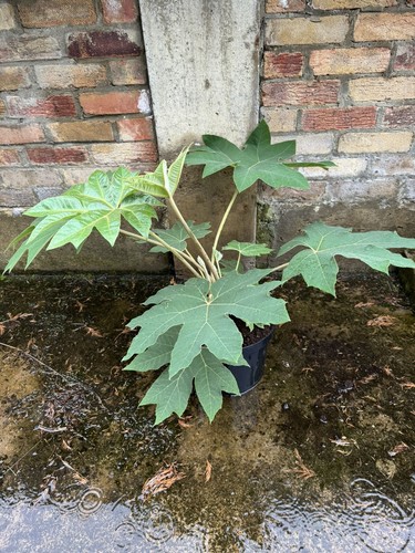 Tetrapanax papyrifera chinese
