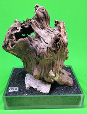 Large Corbo Root CBL11 CAVE