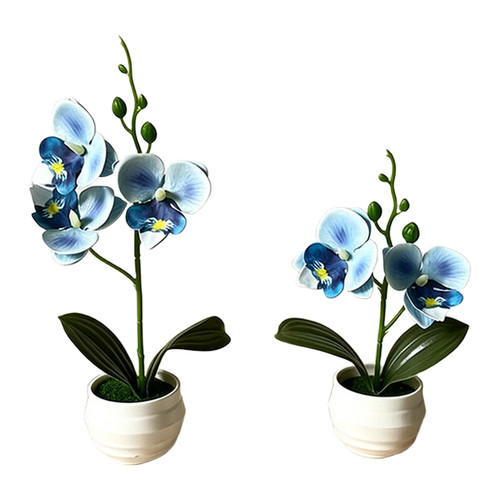 Phalaenopsis orchid decorative - phalaenopsis,