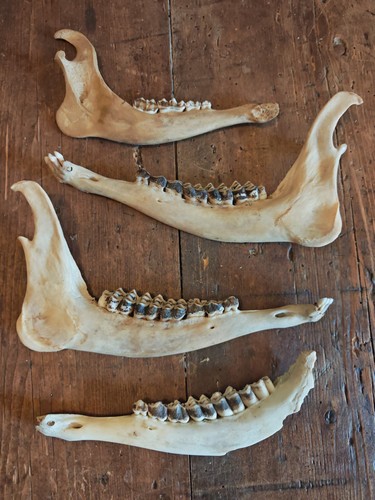 Deer jaw bones - deer, fallow