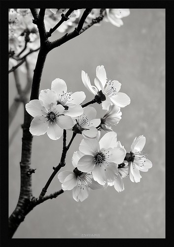Vibrant cherry blossom - cherry,