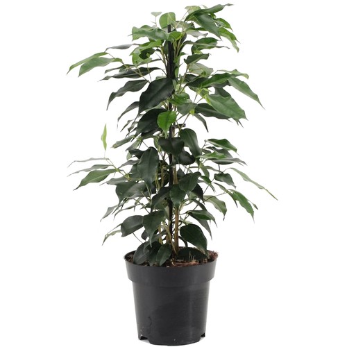 Ficus benjamina danielle - ficus,